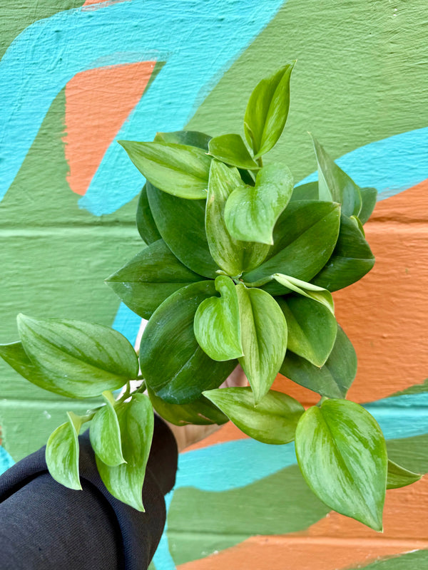 Healthy 4-inch Scindapsus 'Rubicon' with silver streak leaves, potted plant from Canopy Plant Co.