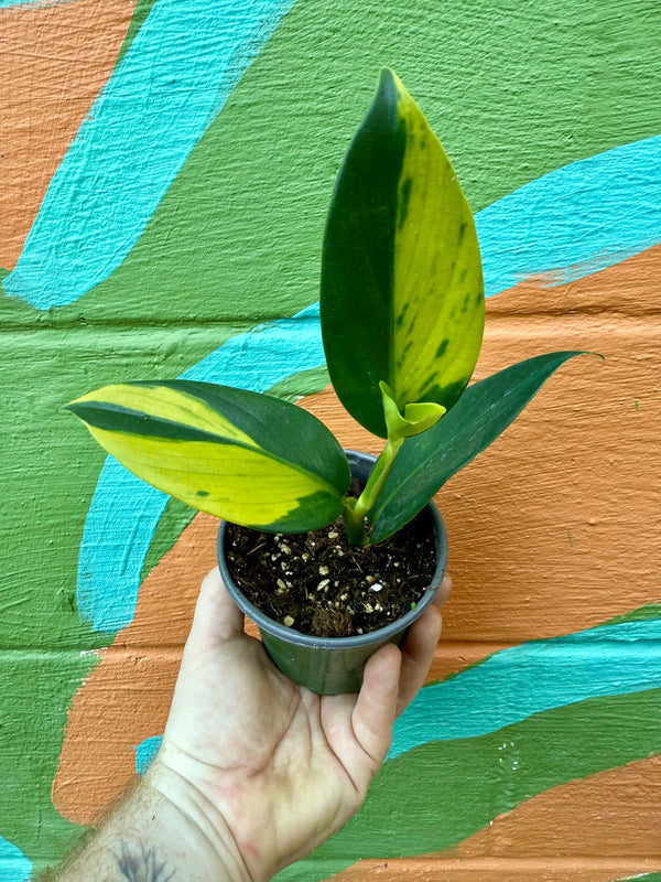 Variegated 4-inch Scindapsus coriaceus plant from Canopy Plant Co., showcasing lush green and variegated leaves.