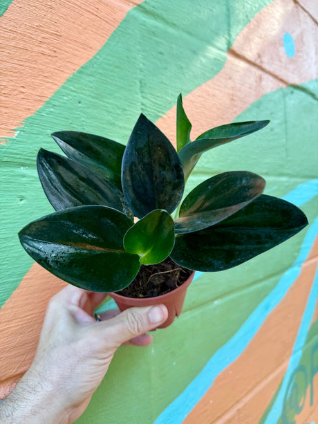4” Scindapsus treubii 'Dark Form' -  Canopy Plant Co.