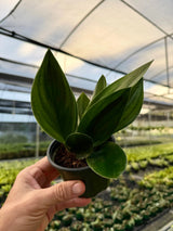 4” Scindapsus treubii 'Dark Form' Canopy Plant Co.