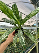 4” Spathiphyllum 'Sensation' (mint) -  Canopy Plant Co.