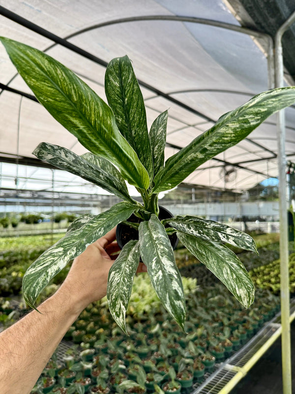 Healthy 4-inch Spathiphyllum 'Sensation' plant with vibrant mint green leaves from Canopy Plant Co.