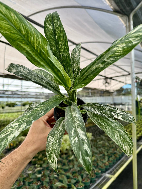 Healthy 4-inch Spathiphyllum 'Sensation' plant with lush green mint-colored leaves from Canopy Plant Co.