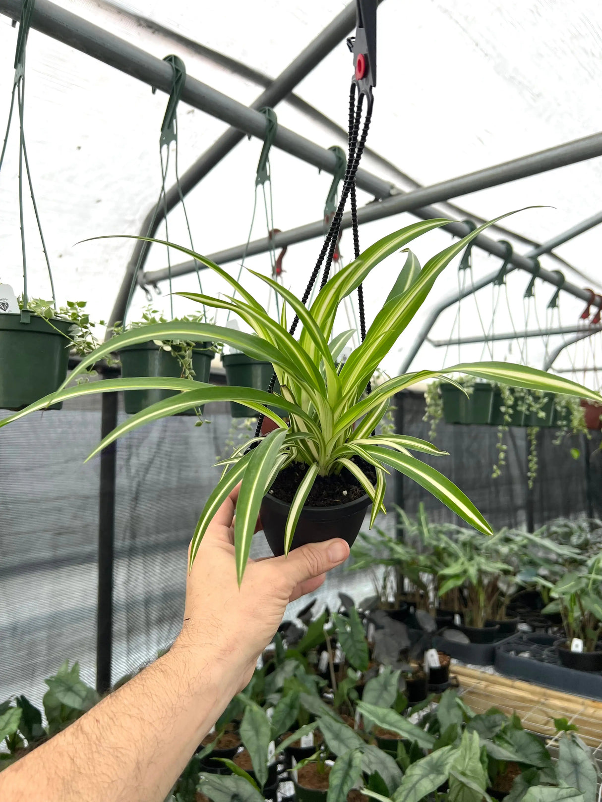 4" Spider Plant 'Atlantic' hanging basket -  Canopy Plant Co.