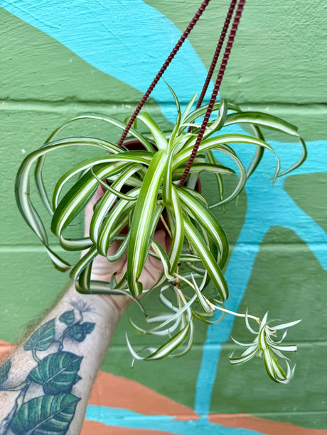 4" Spider Plant 'Bonnie' hanging basket -  Canopy Plant Co.