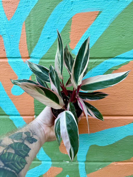 4" Stromanthe 'Triostar' - Canopy Plant Co.