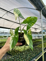 4” Syngonium Aurea (yellow variegated) -  Canopy Plant Co.