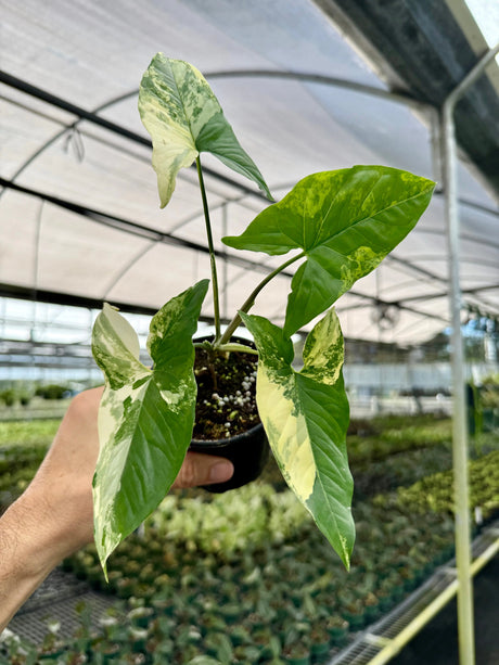 4” Syngonium Aurea (yellow variegated) Canopy Plant Co.