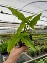 4" Syngonium 'Frog In A Blender' Canopy Plant Co.