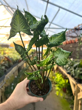 4" Syngonium Godzilla - Canopy Plant Co.