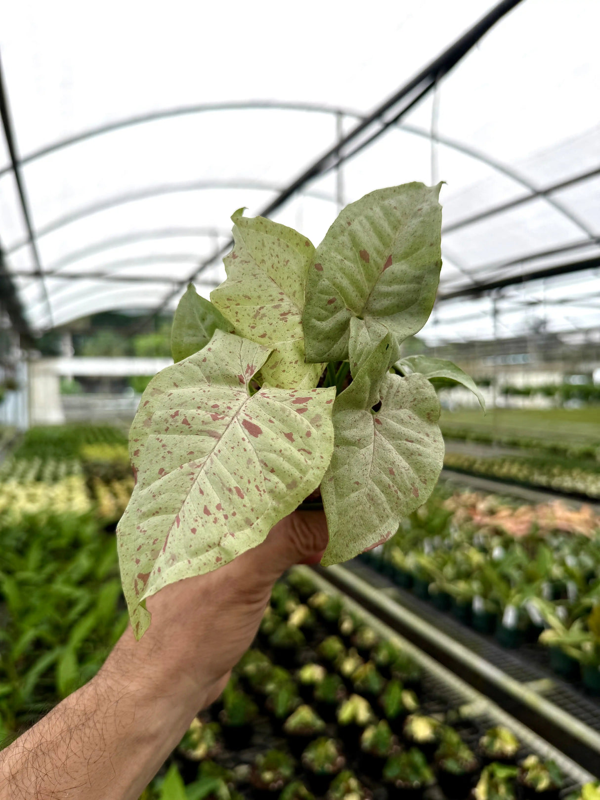 4" Syngonium ‘Milk Confetti’ Canopy Plant Co.