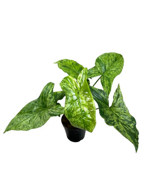 Healthy 4-inch Syngonium Mojito plant with vibrant green and white variegated leaves, potted in a small container.