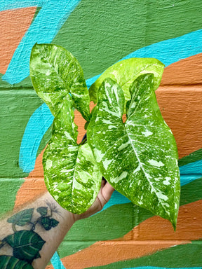 4” Syngonium 'Panda' -  Canopy Plant Co.