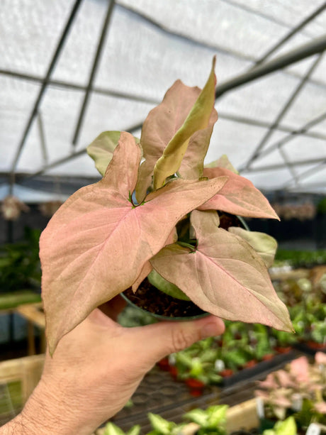 4" Syngonium Pink Perfection - Canopy Plant Co.
