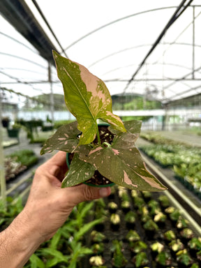 4" Syngonium ‘Pink Splash’ - Canopy Plant Co.