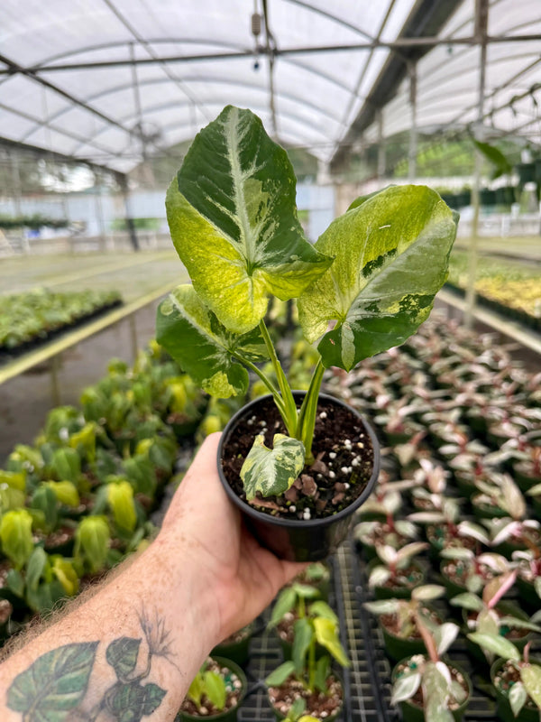 Variegated 4-inch Syngonium ‘Scrambled Eggs’ plant by Canopy Plant Co. with green and yellow variegated leaves.