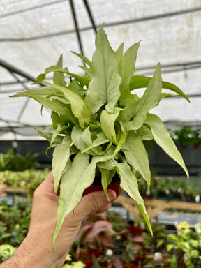 4” Syngonium 'Silver Fox' Canopy Plant Co.