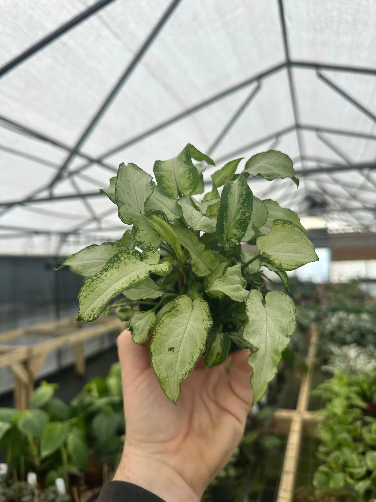 4” Syngonium 'Three Kings' - Canopy Plant Co.