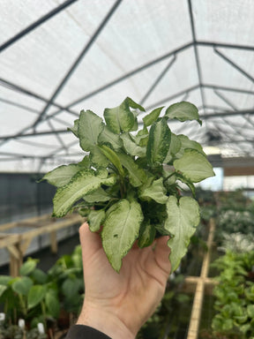 4” Syngonium 'Three Kings' - Canopy Plant Co.