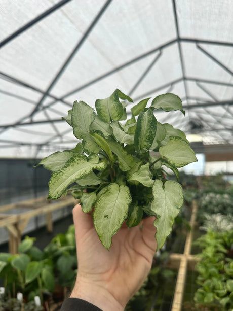 4” Syngonium 'Three Kings' - Canopy Plant Co.
