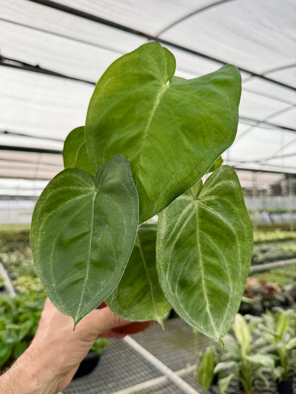4” Syngonium chiapense 'Ice Frost' Canopy Plant Co.