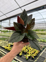 4" Syngonium erythrophyllum 'Red Arrow’ Canopy Plant Co.
