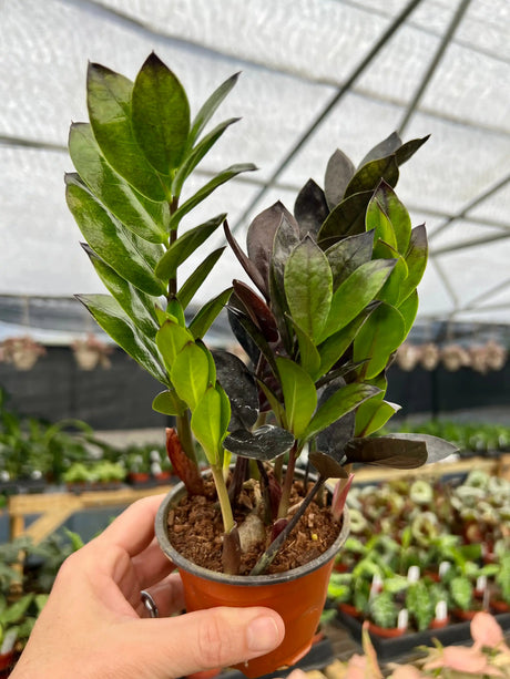 4" Zamioculcas zamiifolia 'Black' (ZZ Plant) - Canopy Plant Co.