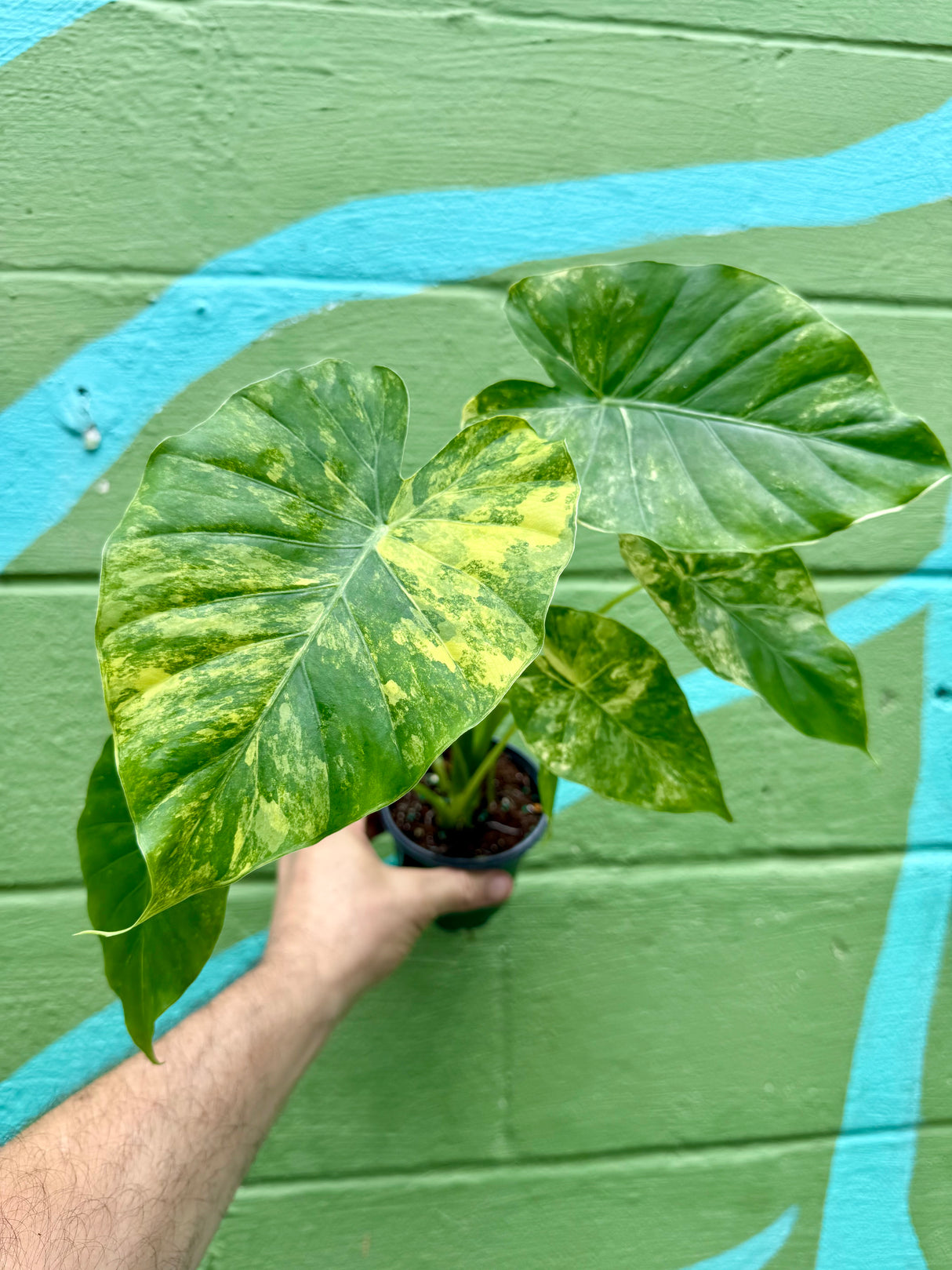 4" Alocasia gageana (aurea/yellow variegated) - Canopy Plant Co.