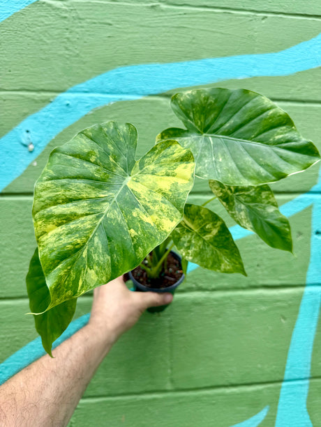 4" Alocasia gageana (aurea/yellow variegated) - Canopy Plant Co.
