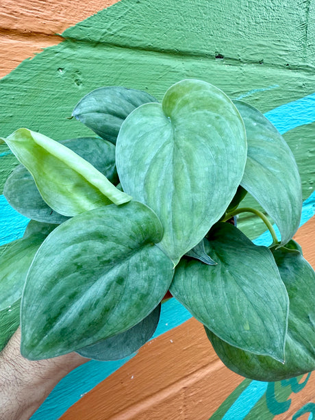 4” Scindapsus ‘Platinum'
