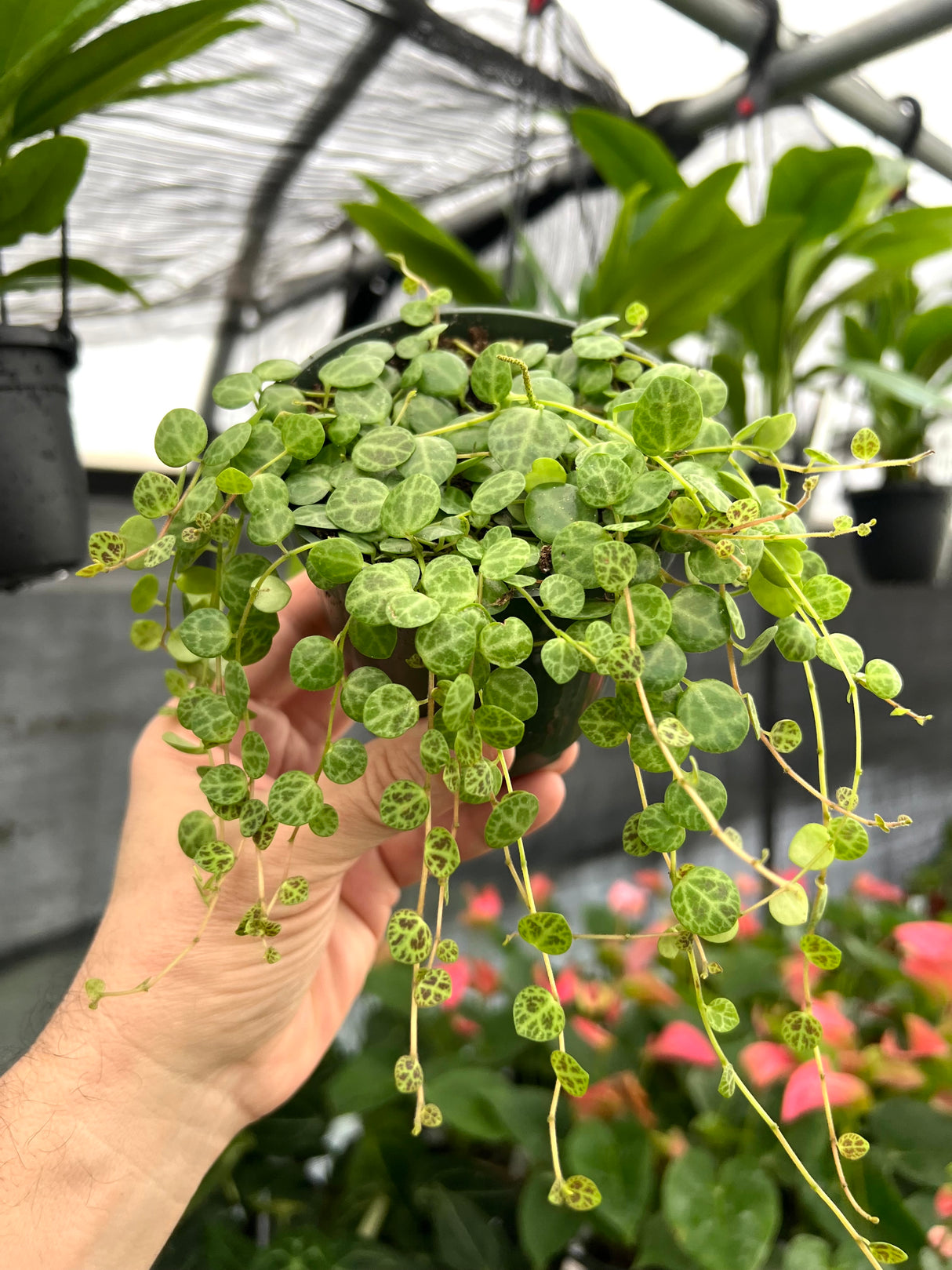 4” Peperomia String of Turtles