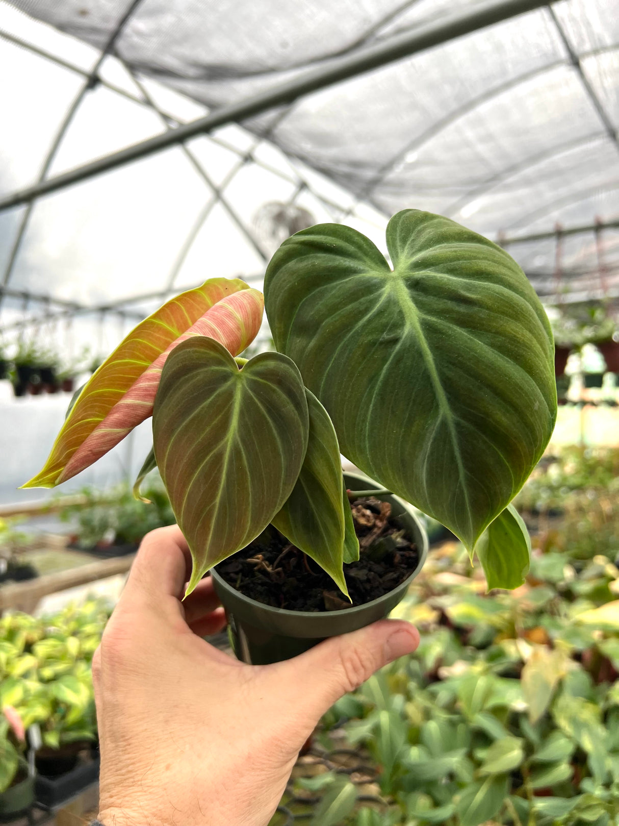 4" Philodendron rubrijuvenile 'El Choco' - Canopy Plant Co.