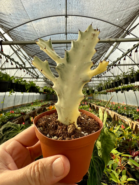3" Euphorbia lactea 'Ghost Cactus'