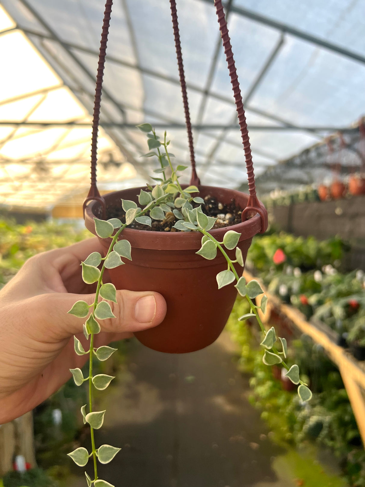 4" Dischidia Million Hearts variegated hanging basket