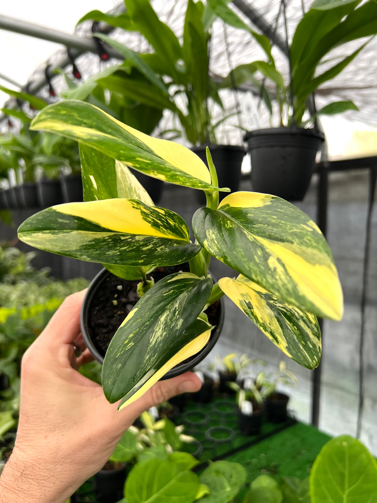 4" Monstera standleyana aurea (yellow variegated)