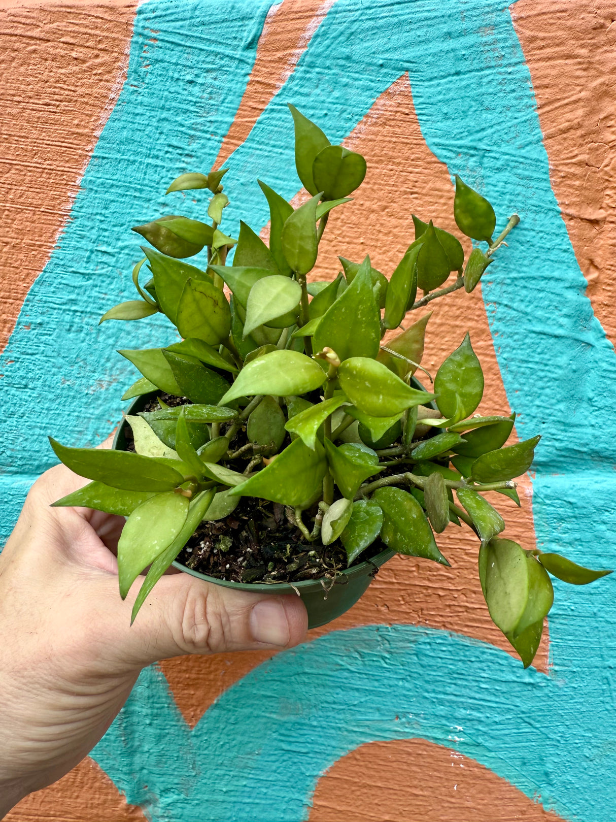 4" Hoya lacunosa - Canopy Plant Co.