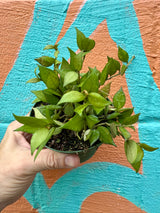 4" Hoya lacunosa - Canopy Plant Co.