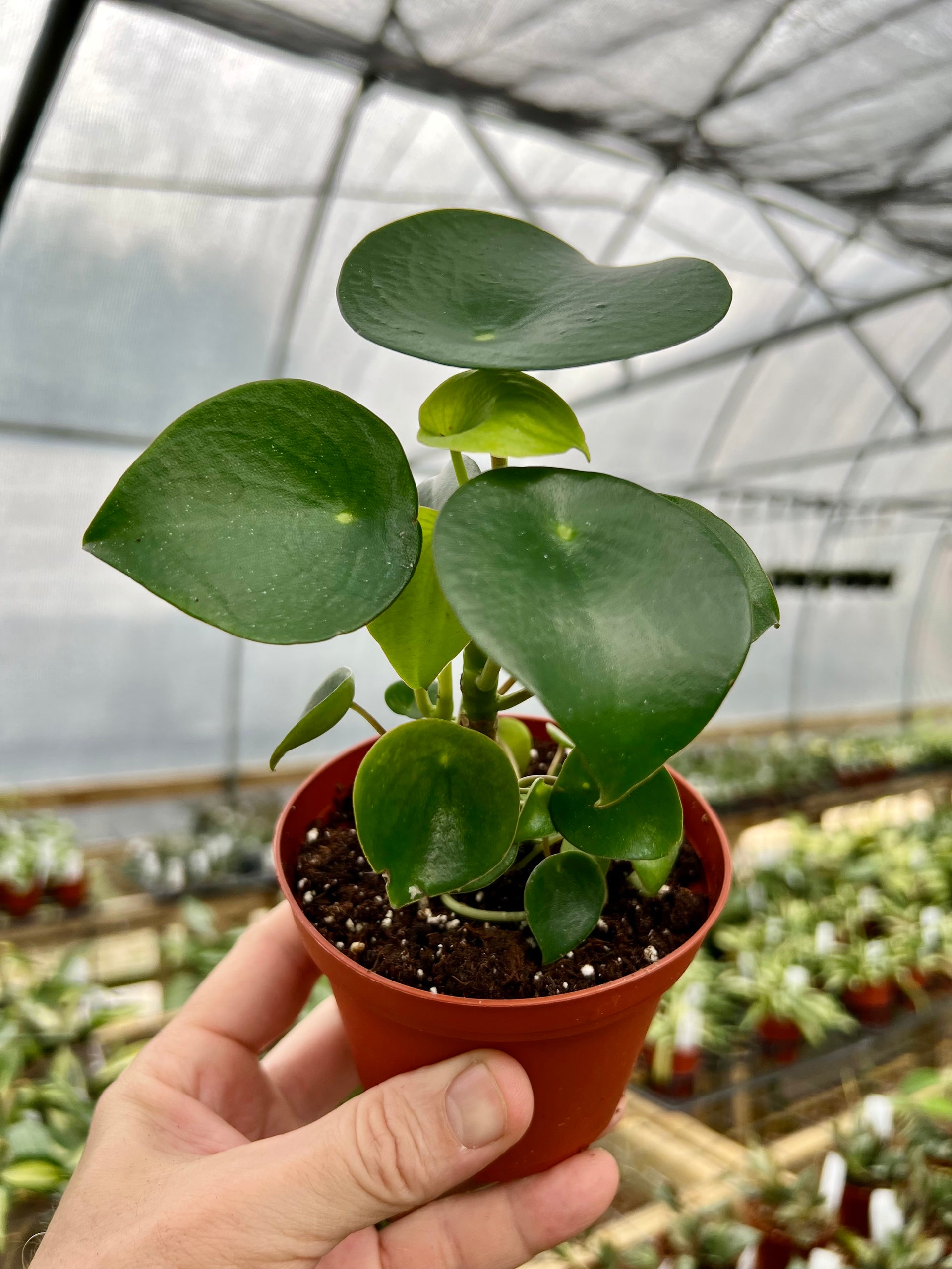 raindrop philodendron 4" Peperomia polybotrya 'Raindrop'
