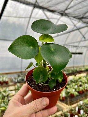 4" Peperomia polybotrya 'Raindrop' - Canopy Plant Co.