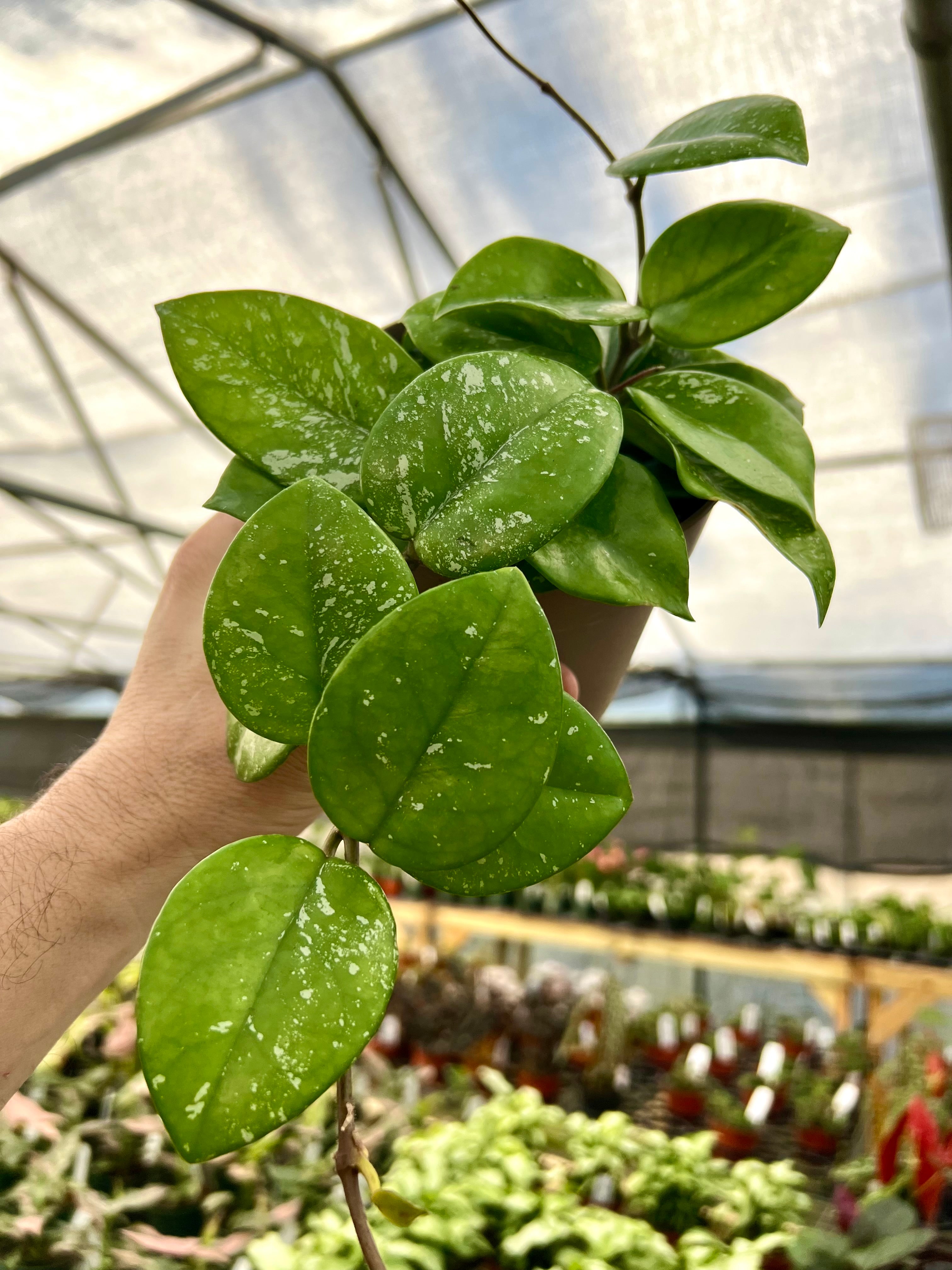 Hoya Sulawesiana – Aroid Market