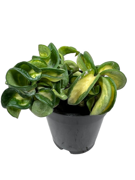 4" Hoya compacta 'Mauna Loa' (inner variegated) - Canopy Plant Co.