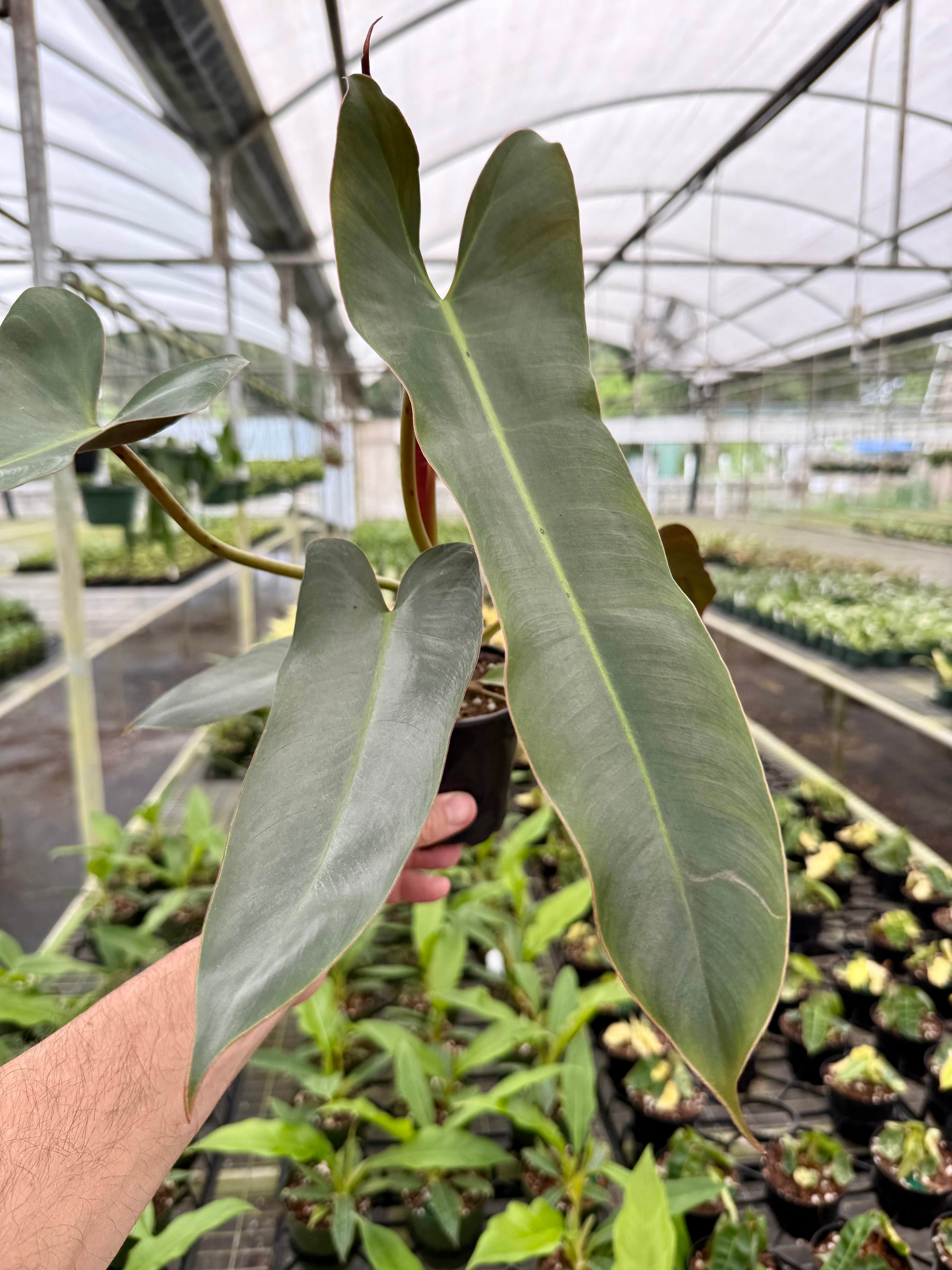 Canopy Plant Co. Philodendron Red Anderson - Thumbnail 2