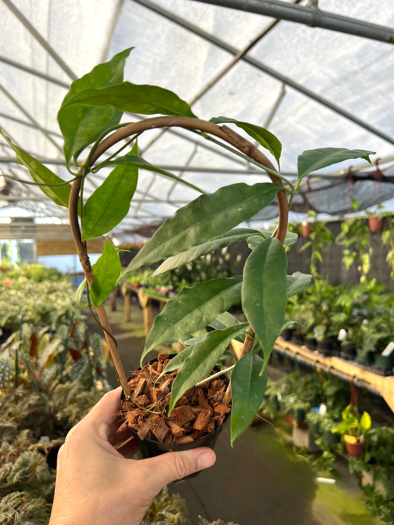 trellis for hoya plant 4" Hoya wallichii w/ trellis – Canopy Plant Co