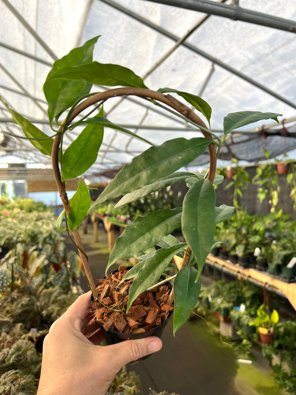 4" Hoya wallichii w/ trellis