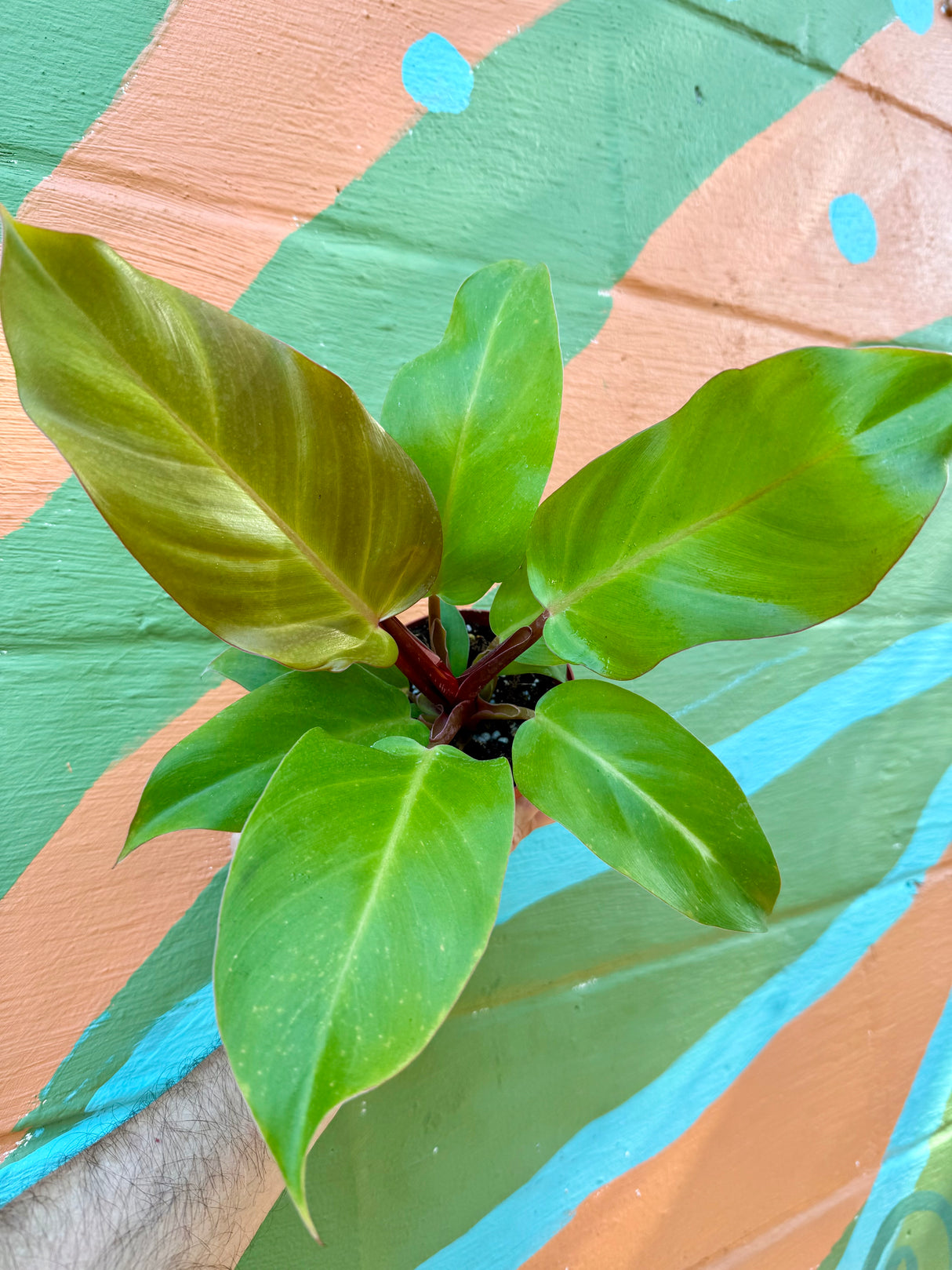 4" Philodendron 'McColley's Finale'