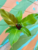 4" Philodendron 'McColley's Finale'