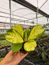 4” Hoya kerrii 'Spot' (inner variegated)