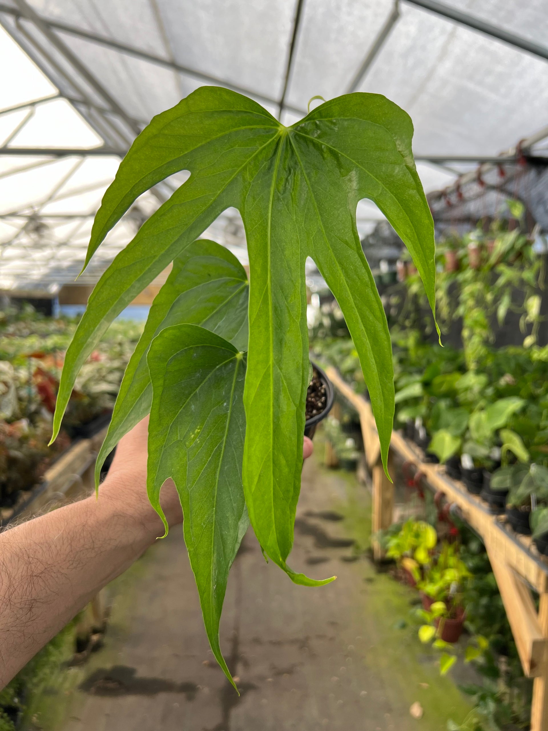 anthurium fingers care 4" Anthurium pedatoradiatum ‘Fingers’