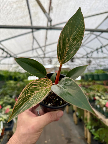 4" Philodendron ‘Pink Birkin' - Canopy Plant Co.