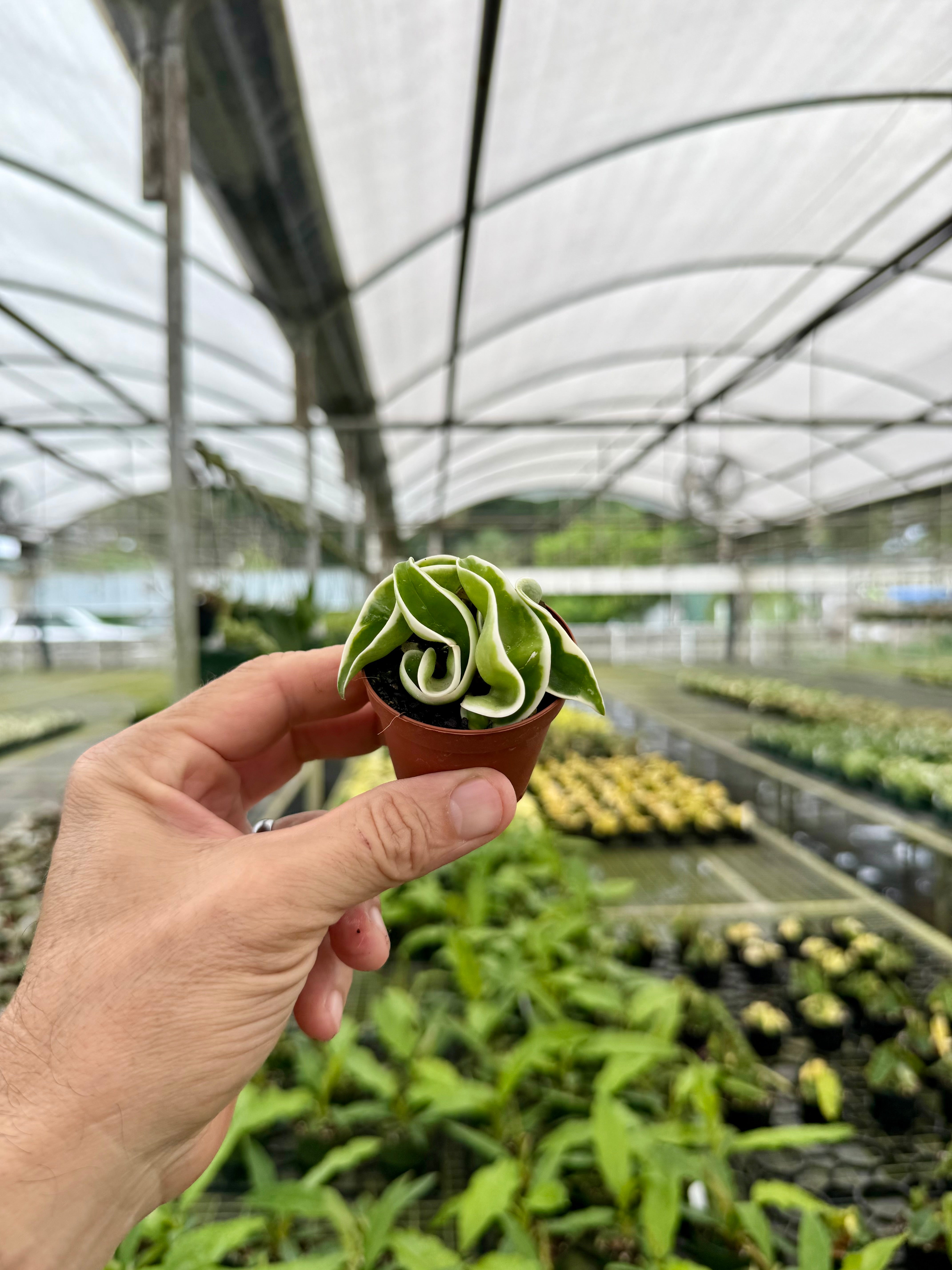 Hoya Care 101 – Canopy Plant Co.